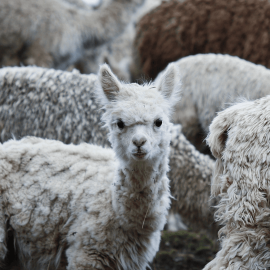 Alpaca