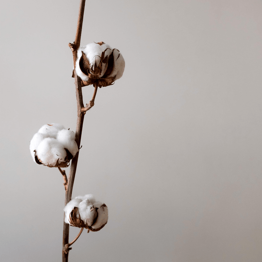 Cotton